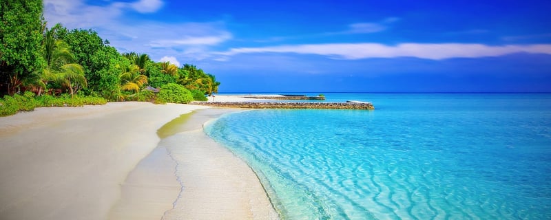 Palm Trees on Beach