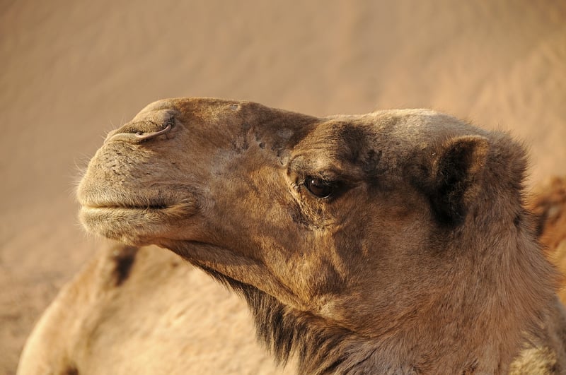 Cultural Experience in Morocco